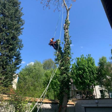 Entreprise d'élagage à Ermont (95120) et à Aix-en-Provence (13100) dans le Val d'Oise (95)