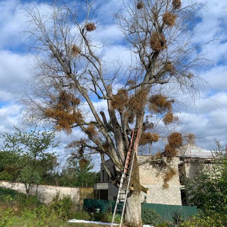 Entreprise d'élagage à Ermont (95120) et à Aix-en-Provence (13100) dans le Val d'Oise (95)