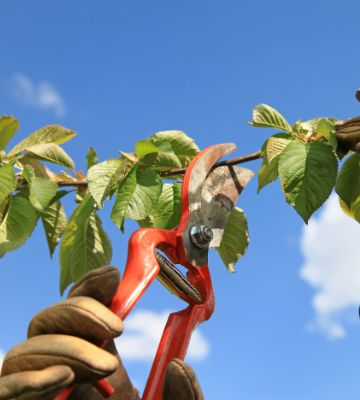 Taille d’Arbres Fruitiers à Ermont (95120) dans le Val d'Oise (95)